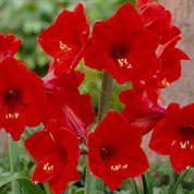 Amaryllis 'Red Lion', single